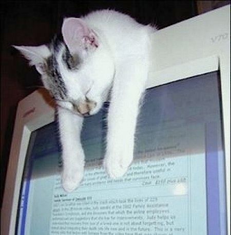 8 Posisi Kucing Tidur yang Aneh