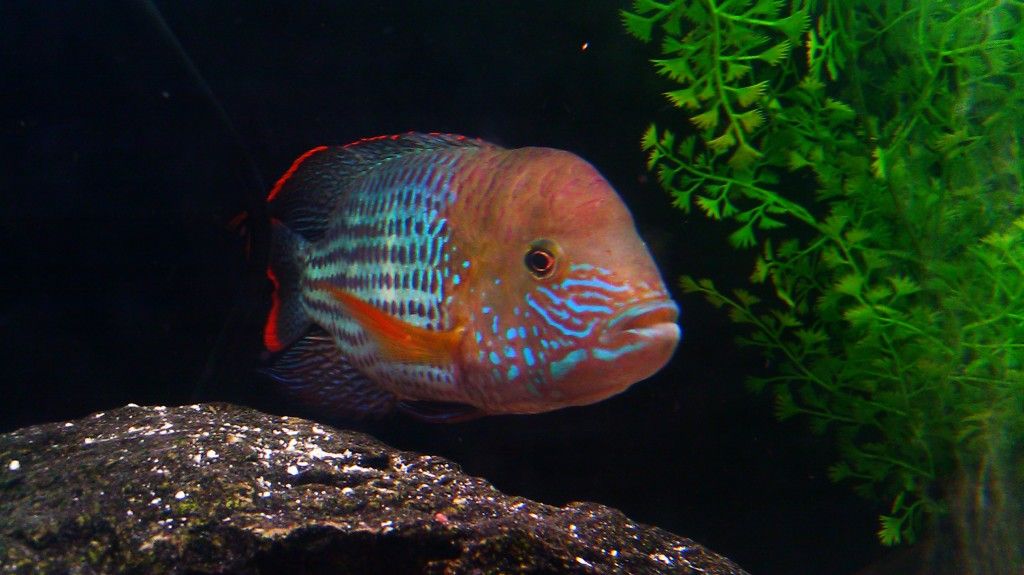 Gt Cichlid