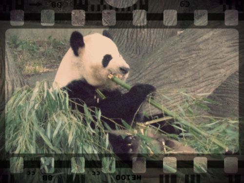 Panda film