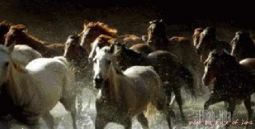 horsesrunning.gif