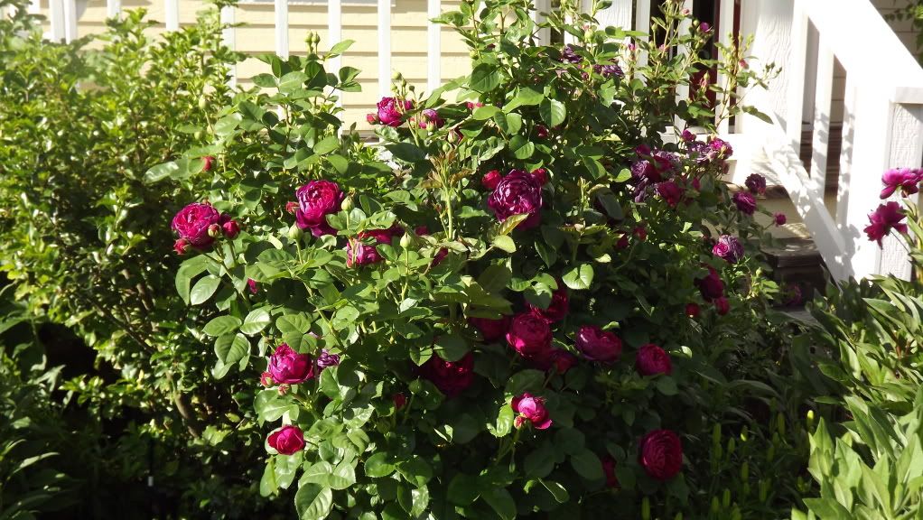 Ascot, This rose is only one year old and it's huge!