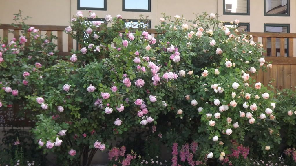 Brother Cadfael and Jude the Obscure