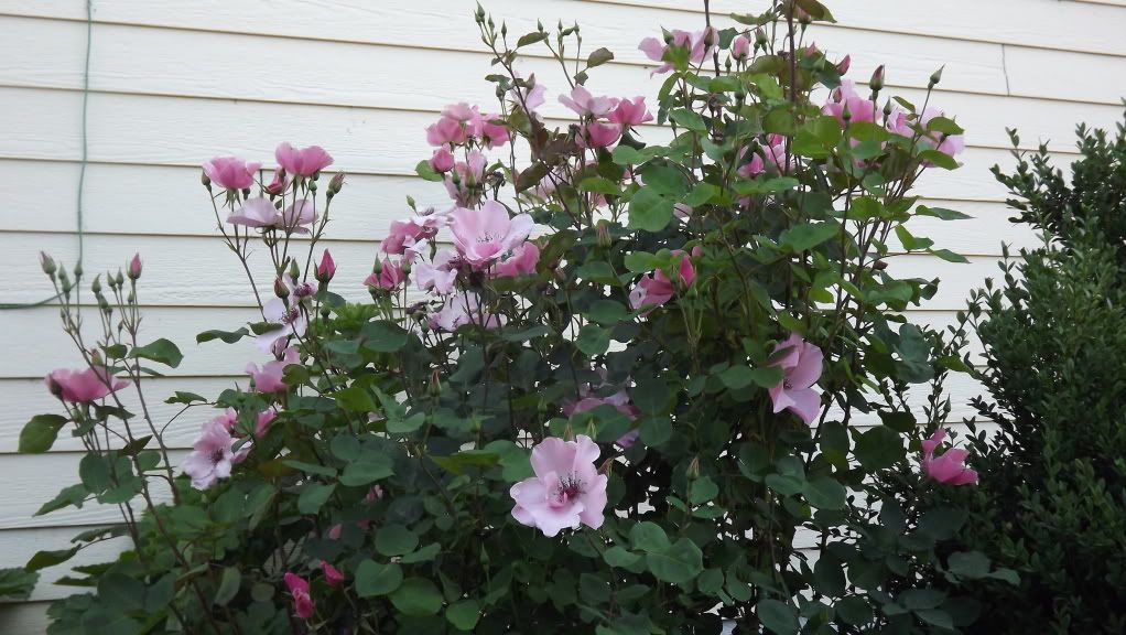 Dainty Bess, Top of the shrub only. She's tall!
