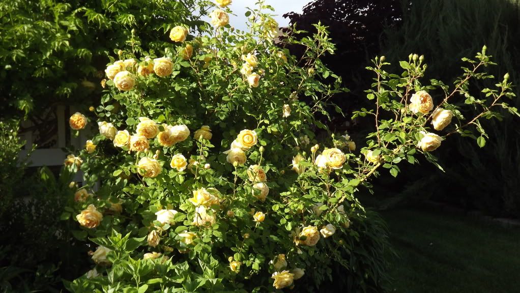 Golden Celebration Bush