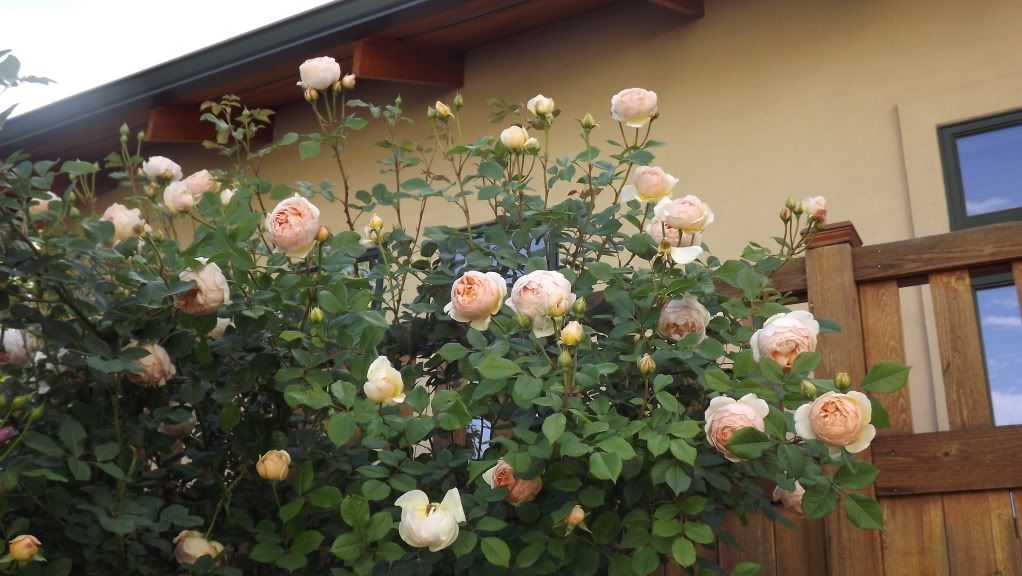 Jude the Obscure: Top of bush