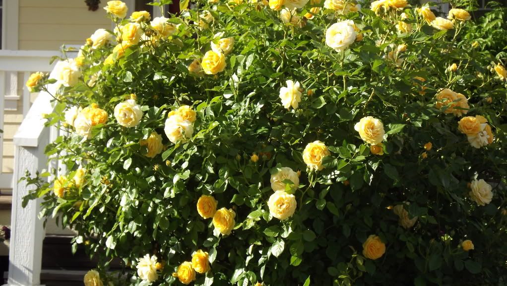 Julia Child Bush, This Julia is 6 feet tall, just like the real Julia!