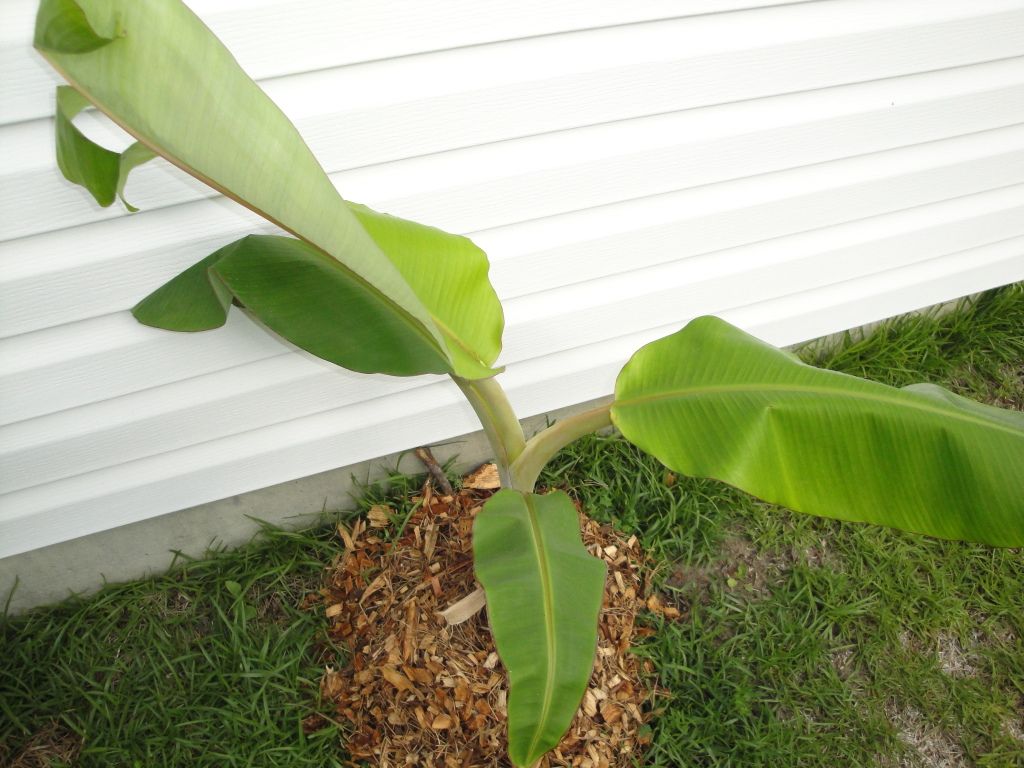 Musa Orinoco