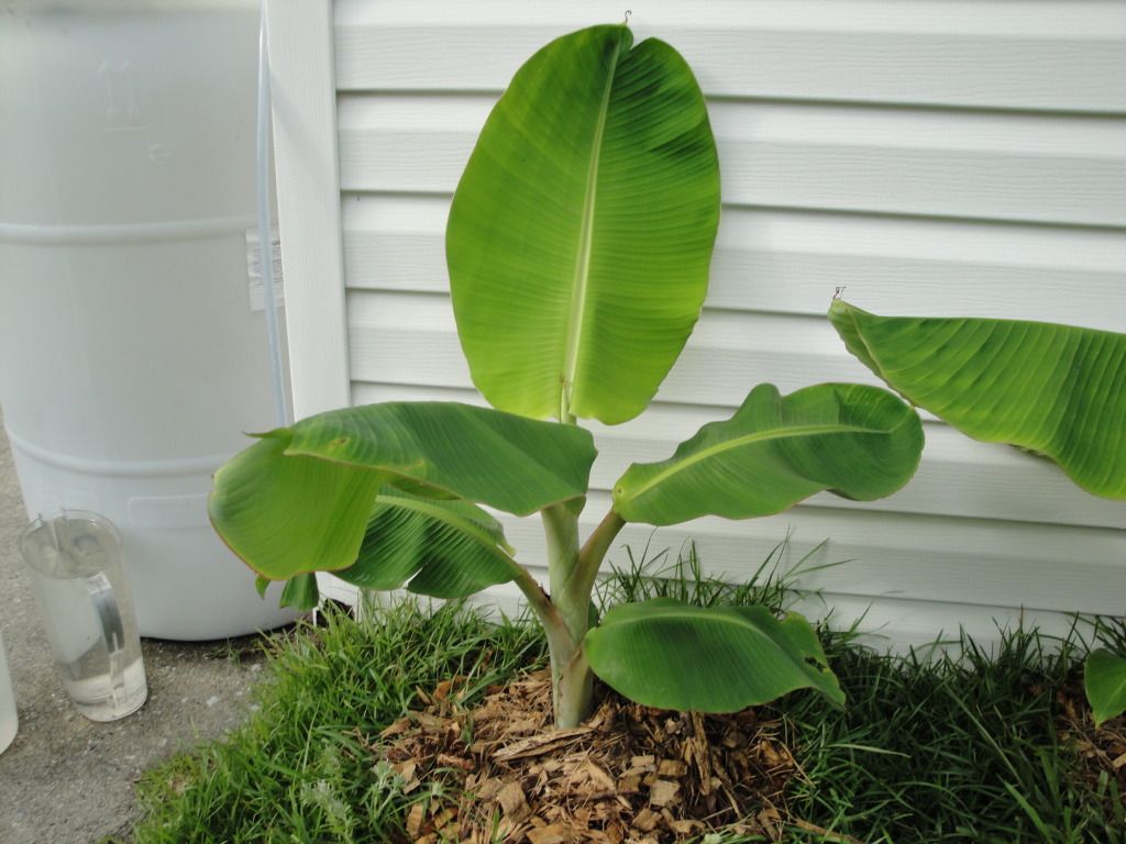 Musa?