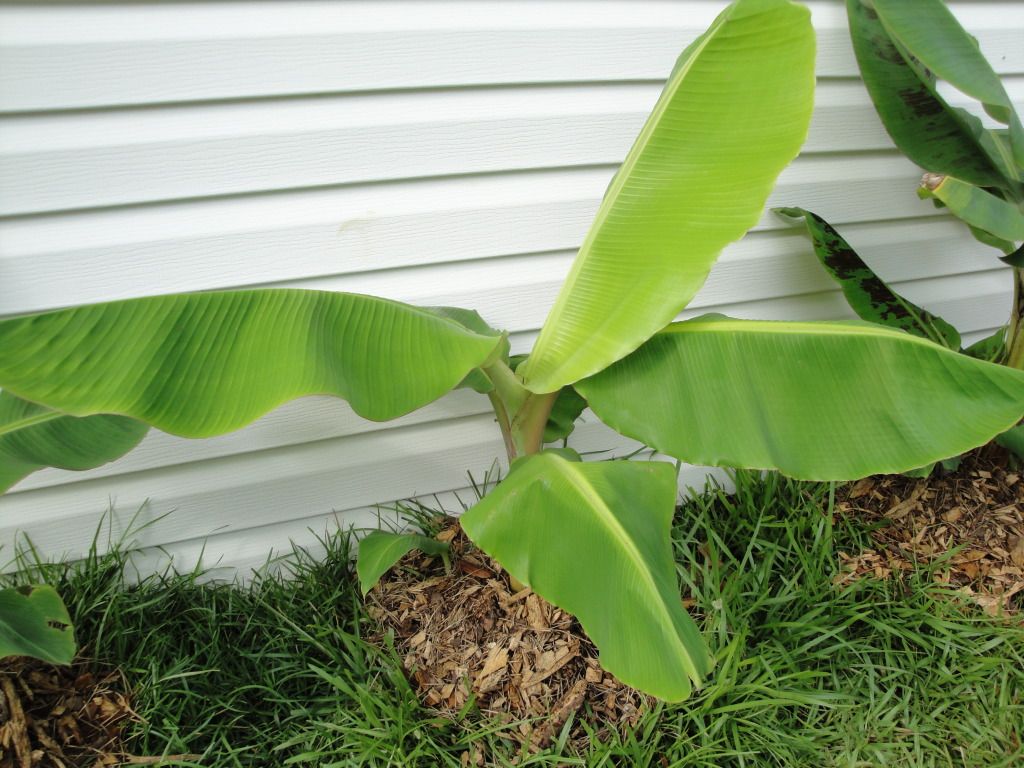Musa?
