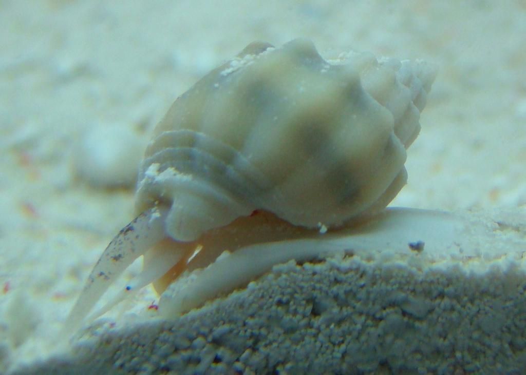 Nassarius-snail.jpg