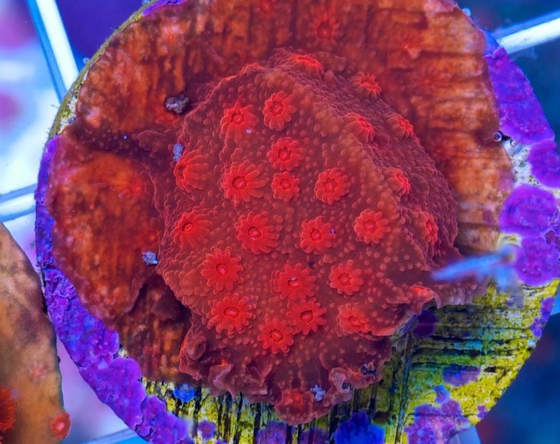 ccbloodred_zps767406d3.jpg