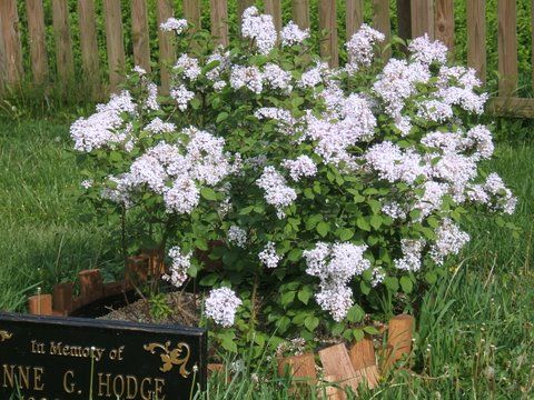 Pink lilac planted in Anne's honor photo DSCF2609_zpsf82ca16f.jpg