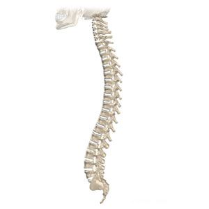 human_spine.jpg