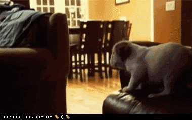 funny-dog-pictures-goggie-gif-so-close-and-yet-so-far.gif