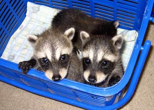baby-raccoons.jpg